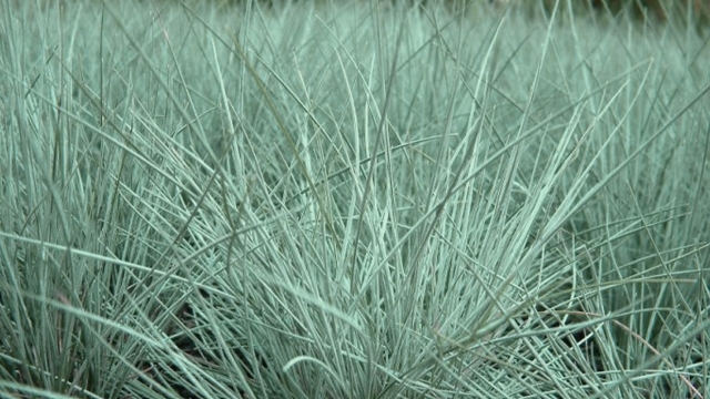 Festuca glauca